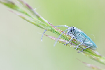 Macro image of an insect in Germany