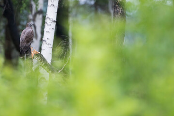 Crested Honey-Buzzard - Schopfwespenbussard - Pernis ptilorhyncus, Russia (Baikal), adult male