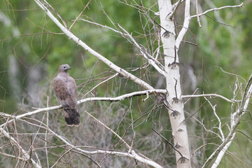 Crested Honey-Buzzard - Schopfwespenbussard - Pernis ptilorhyncus, Russia (Baikal), adult male