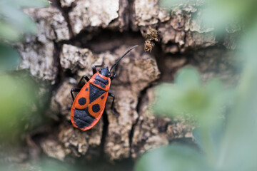 Macro image of an insect in Germany