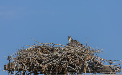 Osprey in a Nest Atop a Power Pole