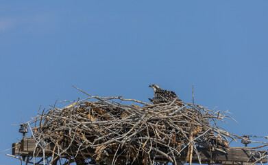 Osprey in a Nest Atop a Power Pole
