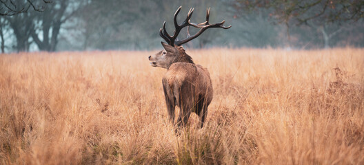Deer in the woodland in the morning wildlife