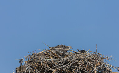 Osprey in a Nest Atop a Power Pole