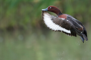 Ferruginous Duck - Moorente - Aythya nyroca, Spain (Andalucia), adult, male