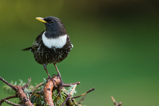 Ring Ouzel - Ringdrossel - Turdus torquatus ssp. alpestris, Germany )Baden-W&uuml;rttemberg), adult male