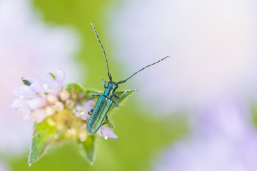 Macro image of an insect in Germany