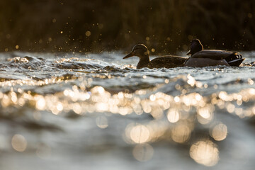 Mallard - Stockente - Anas platyrhynchos ssp. platyrhynchos, Germany (Baden-Württemberg), pair