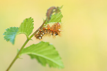 Macro image of an insect in Germany