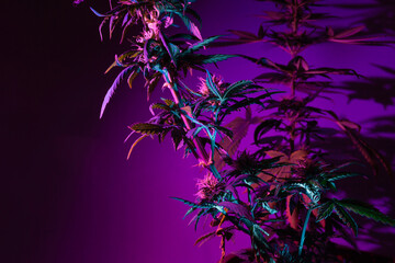Cannabis marijuana flowering bush with buds in a deep purple light color. Artistic fashion modern style cannabis background. Plant of female marijuana for medical use with a high content of CBD THC