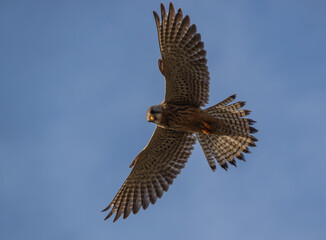 closeup full frame looking directly up at a kestrel (Falco tinnunculus) hovering with wings at full span in blue sky
