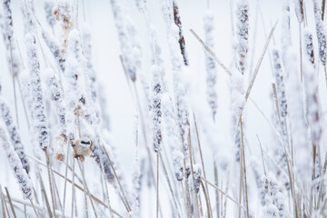 Eurasian Penduline Tit - Beutelmeise - Remiz pendulinus ssp. pendulinus, France (Alsace), male, wintering bird