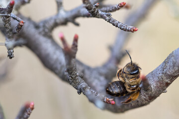 Macro image of an insect