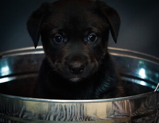 Black puppy in a bowl