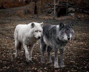 White wolf and grey wolf
