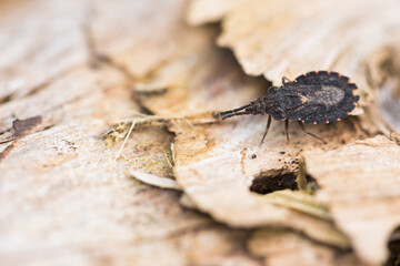 Macro image of an insect in Germany