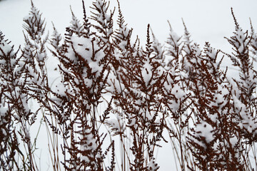 Dry brown grass under snow in autumn close-up.