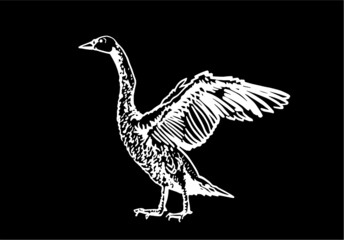 Fototapeta na wymiar Vector hand-drawn swan isolated on black, engraved illustration