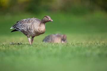 Pink-footed Goose - Kurzschnabelgans - Anser brachyrhynchus, Germany (Baden-Württemberg), 1st cy.
