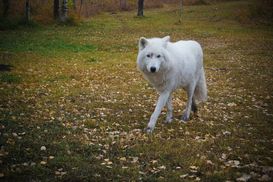 white wolf