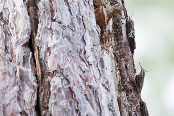 Eurasian Treecreeper - Waldbaumläufer - Certhia familiaris ssp. corsus, France (Corsica)
