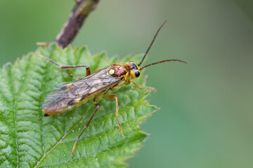 Macro image of an insect in Germany