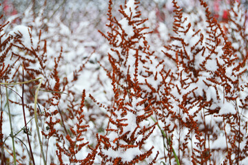 Close-up of a yellow dry plant in the snow. Yellow dry grass and blurred winter snow landscape in the background.