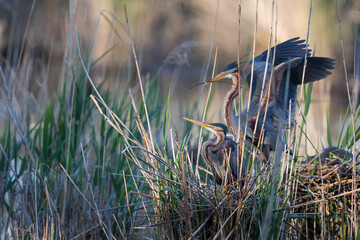 Purple Heron - Purpurreiher - Ardea purpurea ssp. purpurea, Germany (Baden-Württemberg), adult at nest