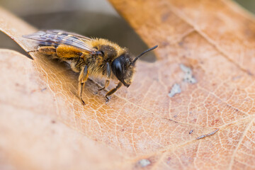 Macro image of an insect