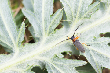 Macro image of an insect in Germany