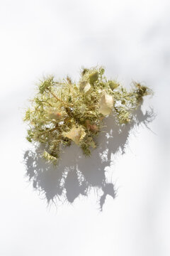 usnea lichen in sunlight 2