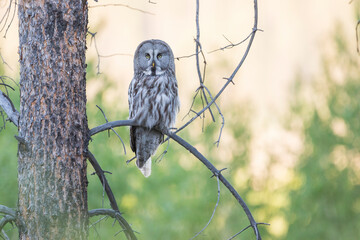 Great Grey Owl - Bartkauz - Strix nebulosa ssp. lapponica, Russia (Baikal), adult