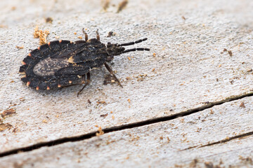 Macro image of an insect in Germany