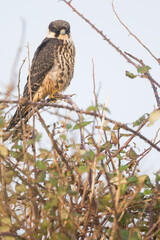 Eurasian Hobby - Baumfalke - Falco subbuteo ssp. subbuteo, Germany (Lower Saxony), 1st cy