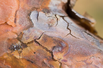 Macro image of an insect