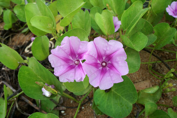 Purple flowers of Ipomoea pes-caprae, Goat's Foot Creeper, Beach Morning Glory in the nature.