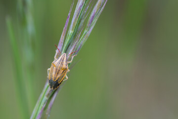 Macro image of an insect in Germany