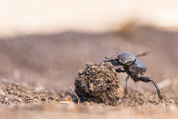 Macro image of an insect in Germany