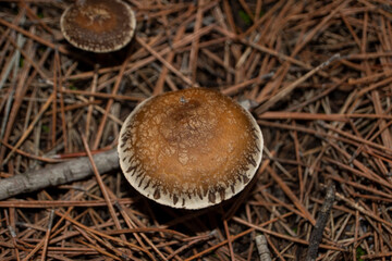 Setas de bosque en otoño en la Comunidad de Madrid