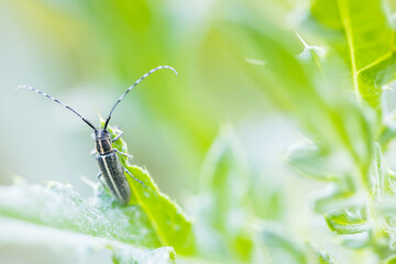 Macro image of an insect in Germany