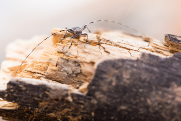 Macro image of an insect