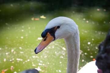 Schwan am See