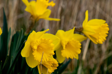 Fototapeta premium Early spring yellow daffodils