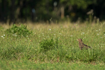 Lesser Spotted Eagle - Schreiadler - Clanga pomarina, Romania, adult