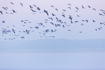 Tundra Bean Goose - Tundra-Saatgans - Anser fabalis ssp. rossicus, Germany (Brandenburg), flock with Greater White-fronted Geese