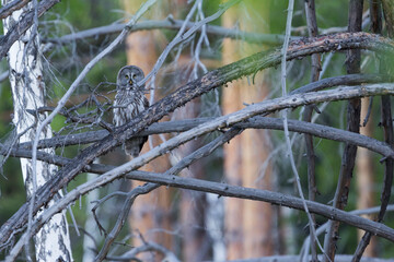 Great Grey Owl - Bartkauz - Strix nebulosa ssp. lapponica, Russia (Baikal), adult