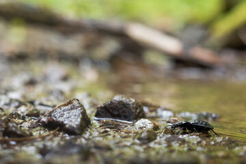 Macro image of an insect in Germany