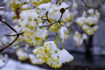 Snow covered spring maple tree flowers