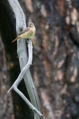 Common Redstart - Gartenrotschwanz - Phoenicurus phoenicurus ssp. phoenicurus, Russia (Oblast Irkutsk), adult female