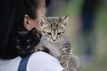 Brown and black cute young kittens sitting on women's shoulder